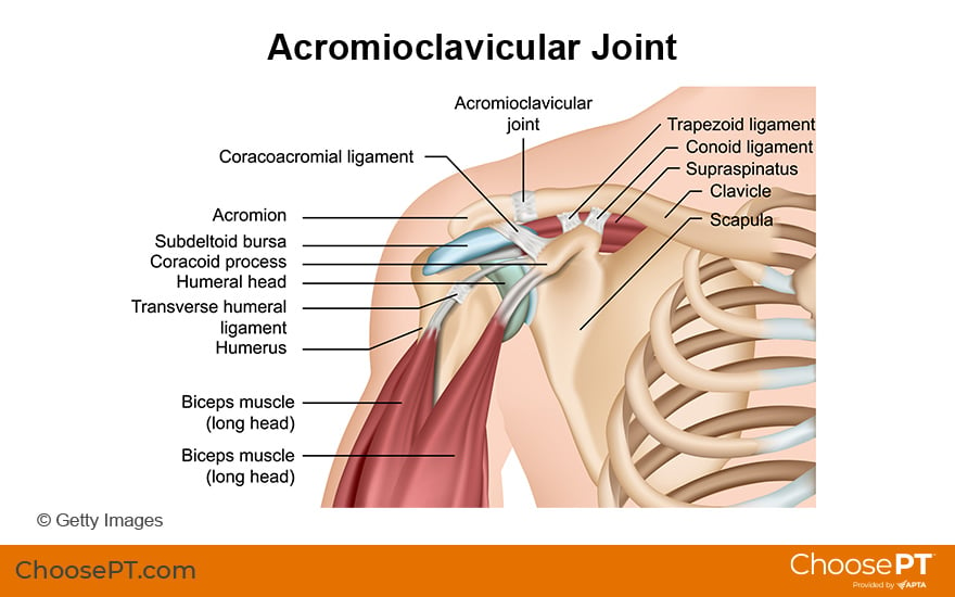 Illustration of the Acromioclavicular Joint
