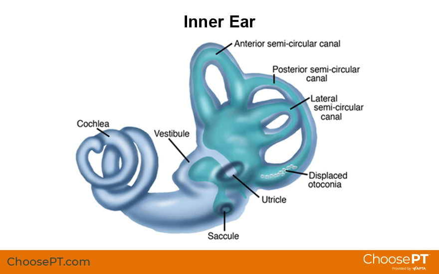 Illustration of the inner ear.