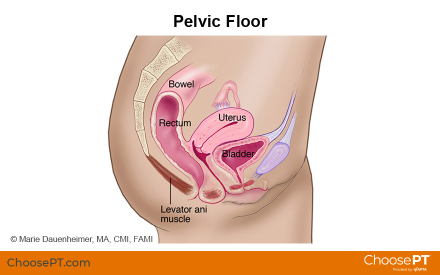 Illustration of the female pelvic floor