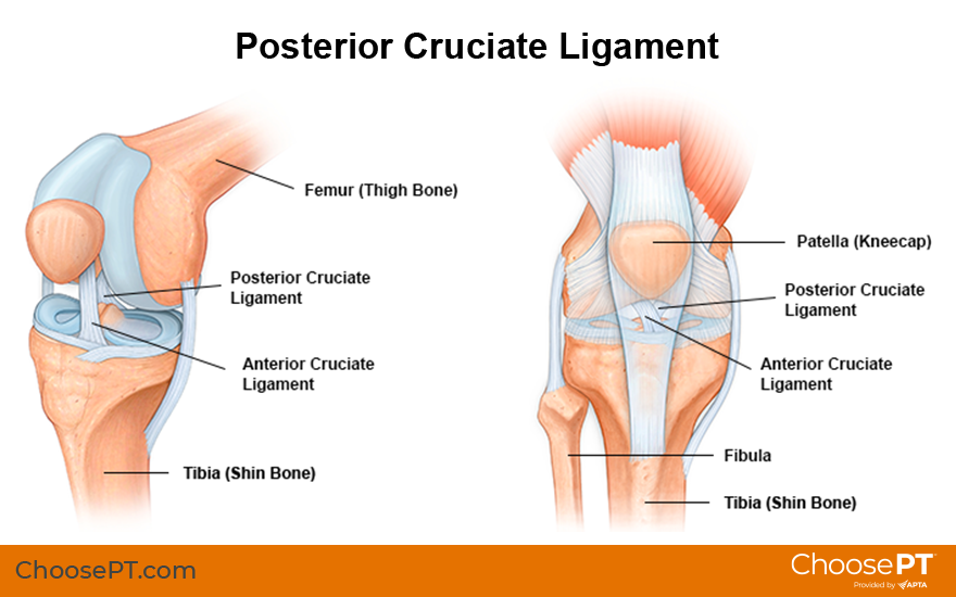 Guide  Physical Therapy Guide to Posterior Cruciate Ligament